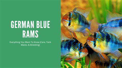 ram fish care|Care Guide for German Blue Rams – Housing, Breeding, and .